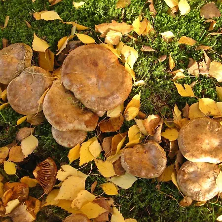 Pod Brdom 山林小屋